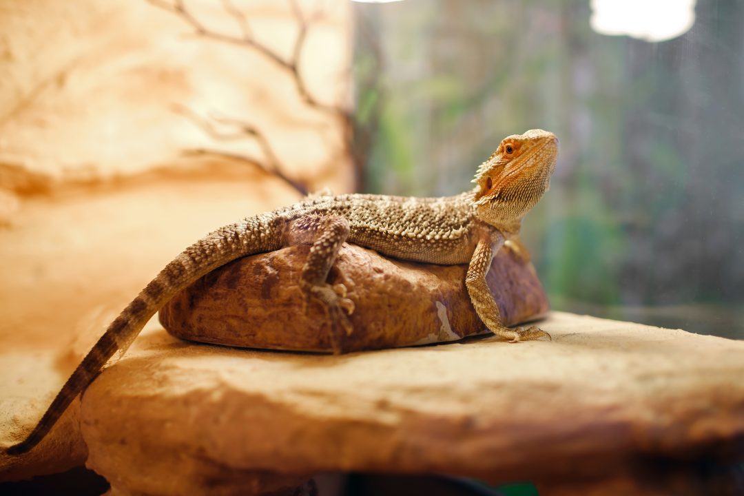 Why Your Bearded Dragon Is So Small + What You Can Do - Reptile Craze