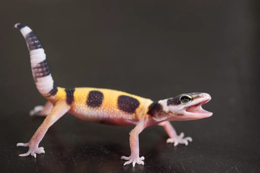 leopard gecko gaping