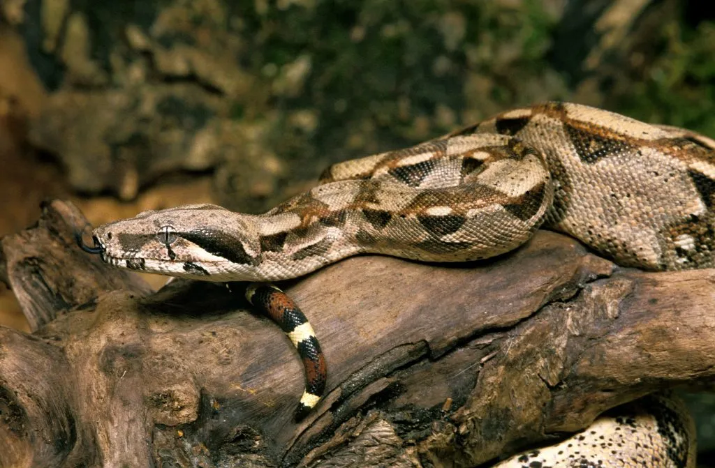 Boa Constrictor lighting