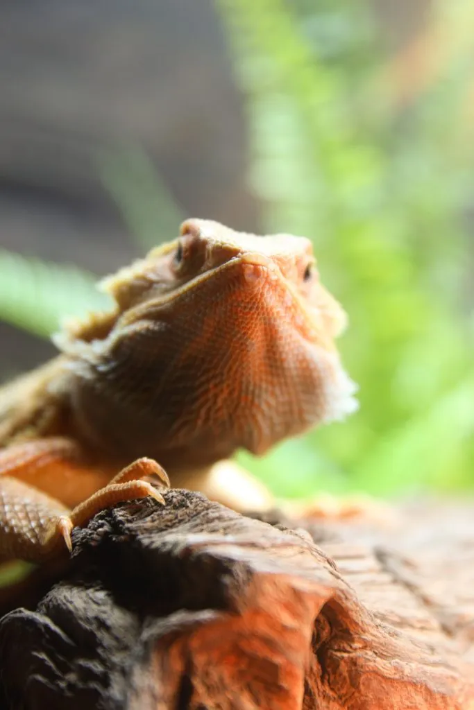 bearded dragon anxiety attack