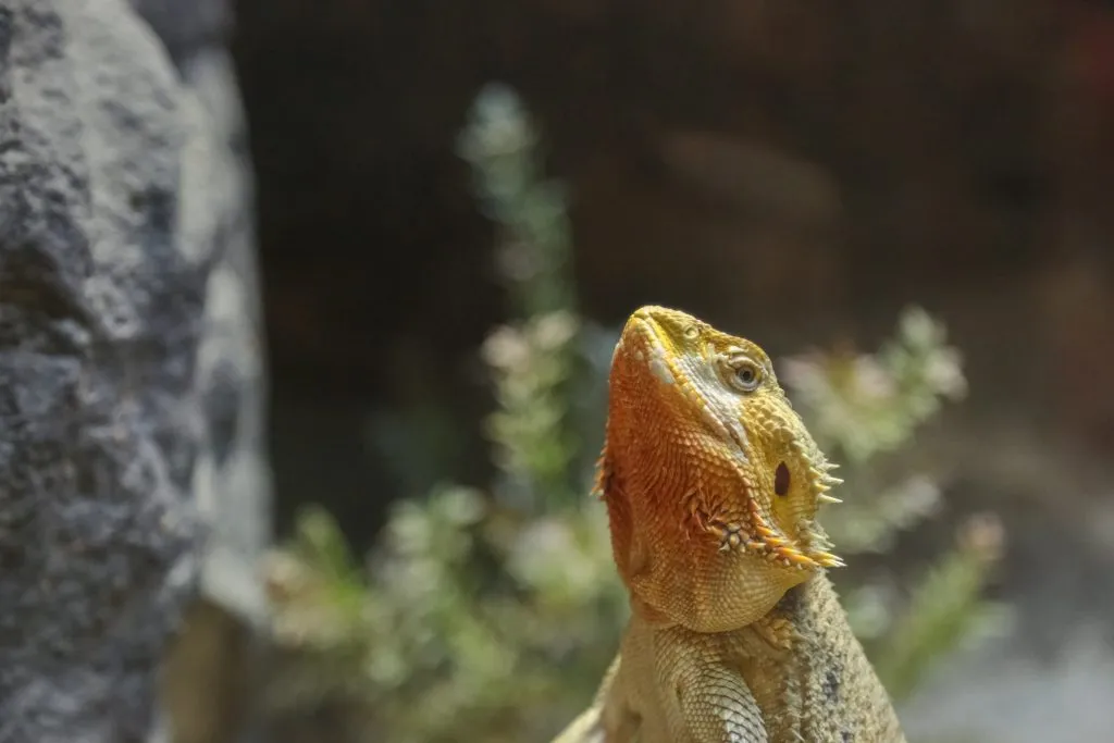 bearded dragon standing up against glass