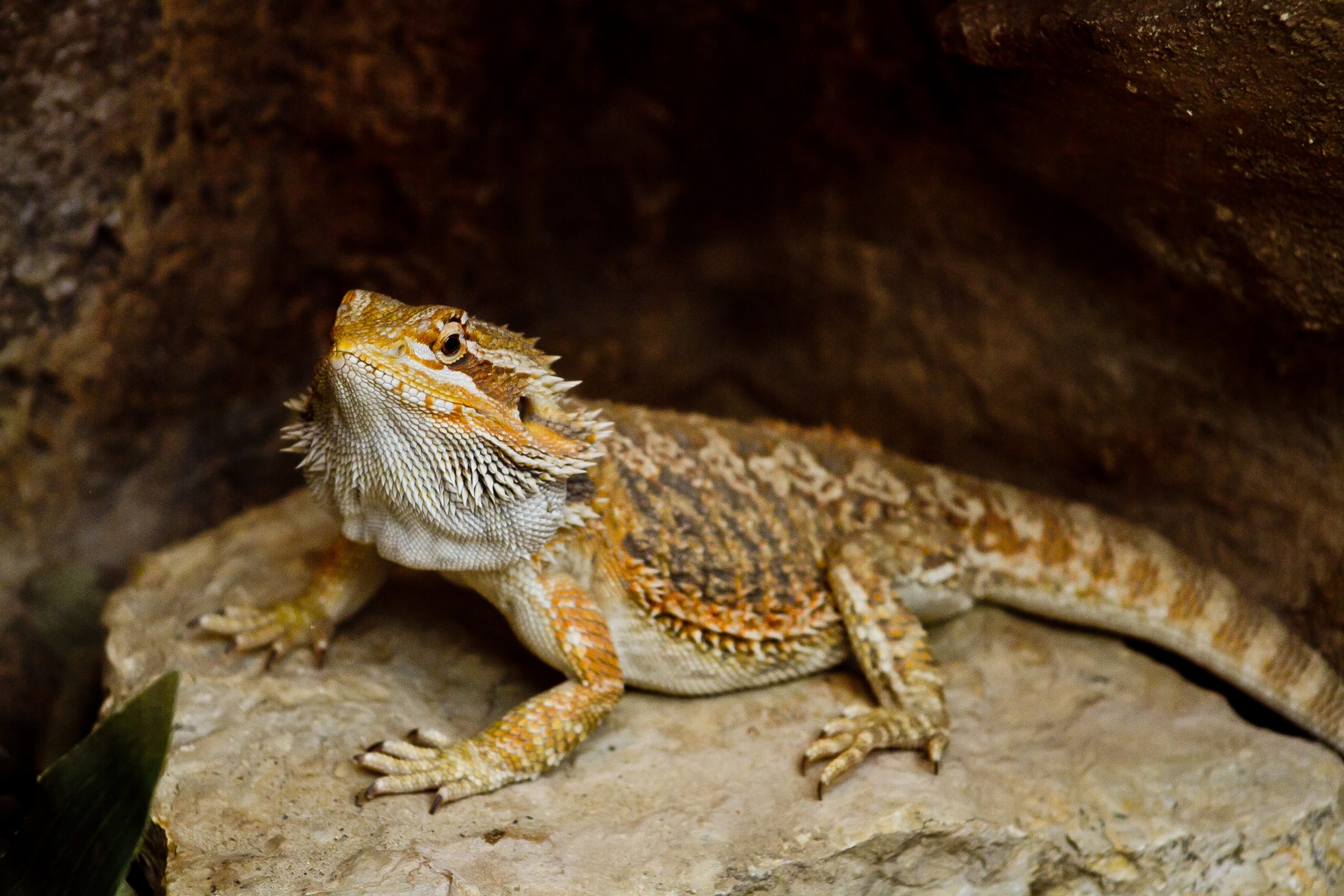 Tail Rot In Bearded Dragons: Identification And Treatment - Reptile Craze