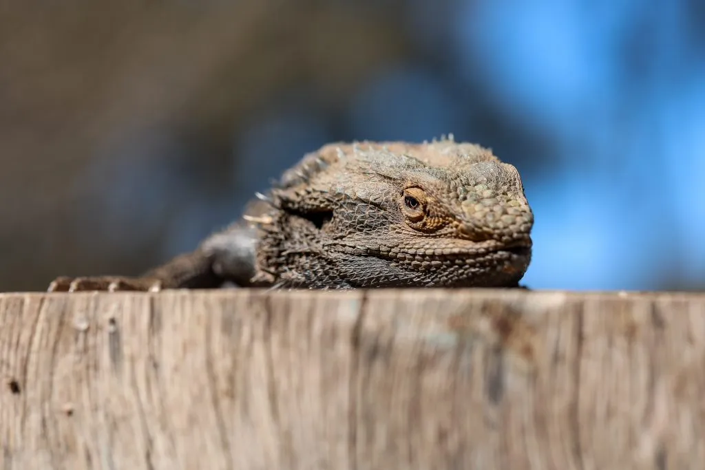 at what age do bearded dragons start brumating?