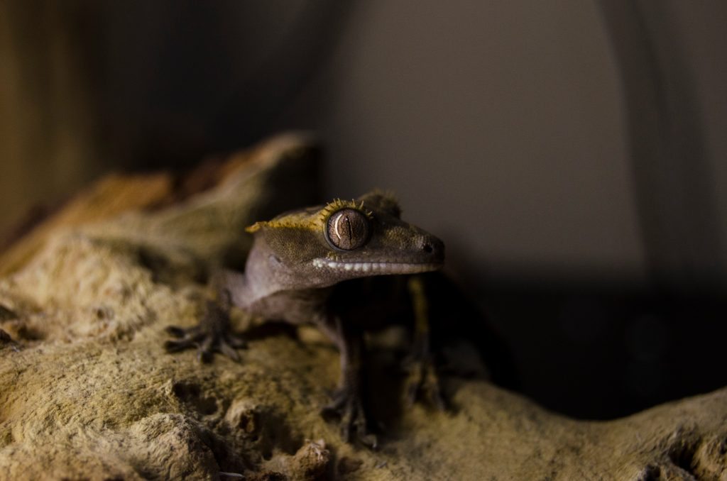 Do crested geckos change color when stressed?