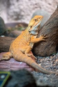 Tail Rot In Bearded Dragons: Identification And Treatment - Reptile Craze