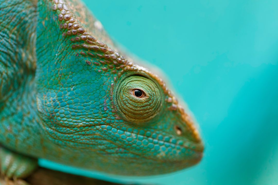 7 Signs That Your Chameleon Is Dying + How To Help - Reptile Craze