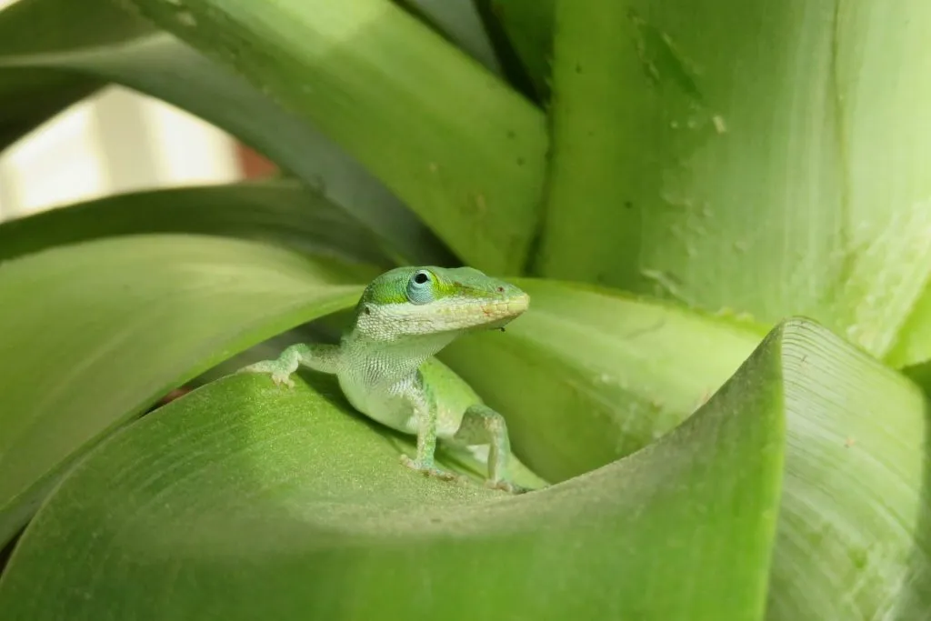 signs of a sick anole