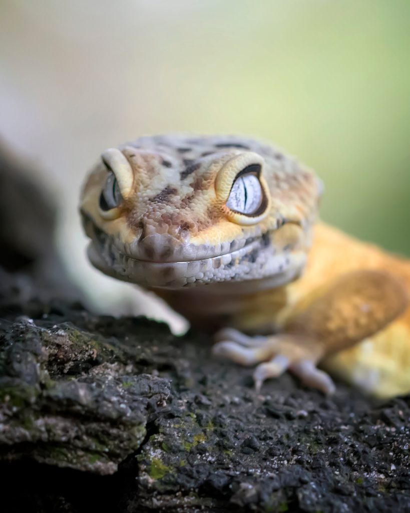 how to take care of a pregnant leopard gecko