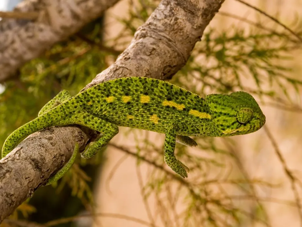 what causes dehydration in chameleons