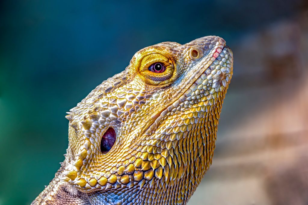 Do you need to clean a bearded dragons nose?