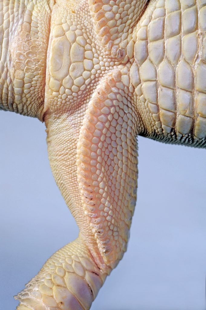 How do I know if my bearded dragon has clogged pores?