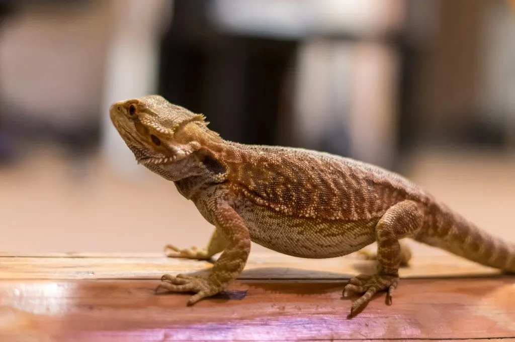 Why is my bearded dragon panicking?