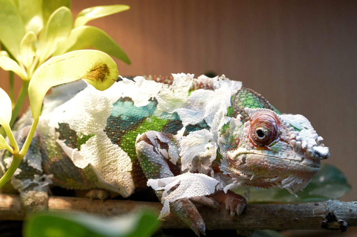 Image showcasing 5 Reasons Why Your Chameleon Eats Its Shed Skin - Reptile Craze