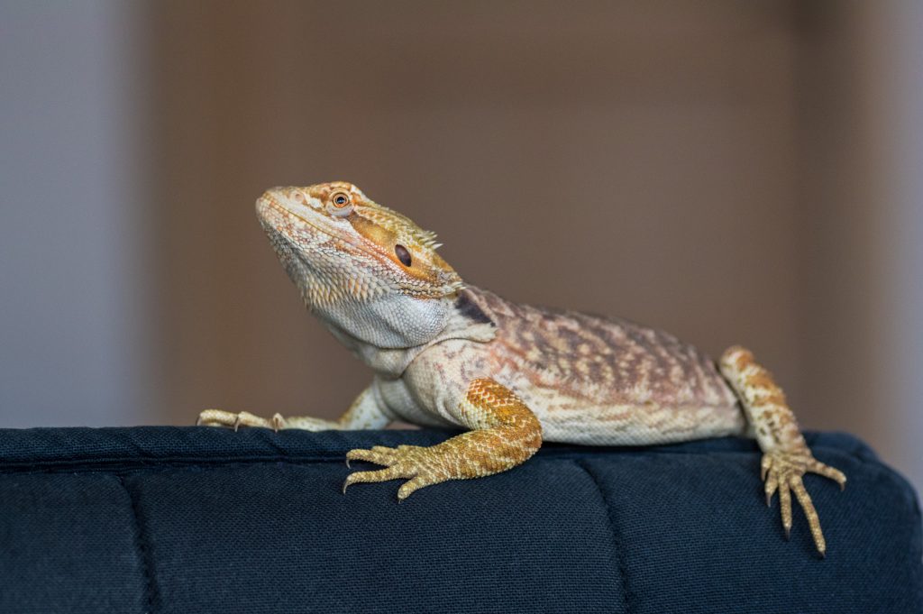 why is my bearded dragon shedding so often