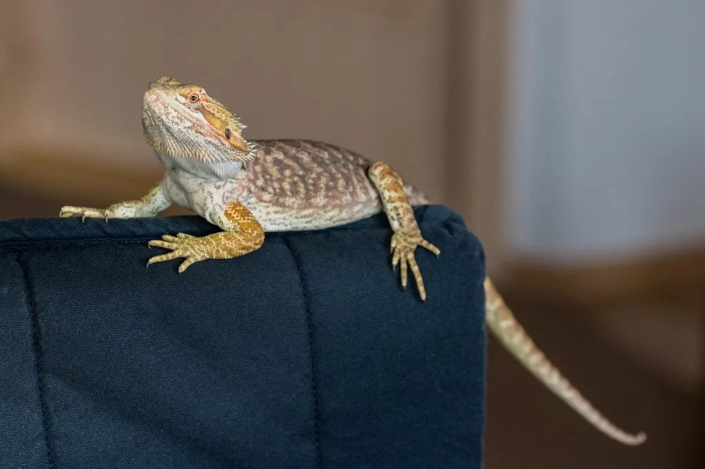 bearded dragon broken toe