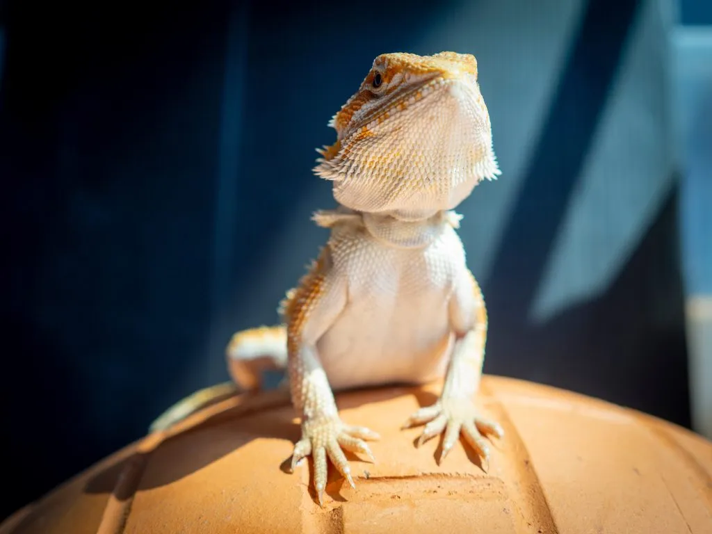 Why is my bearded dragon standing up tall?