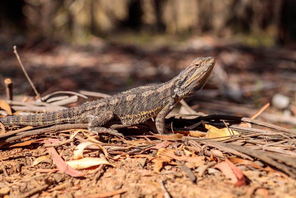 Should bearded dragons have a dig box?