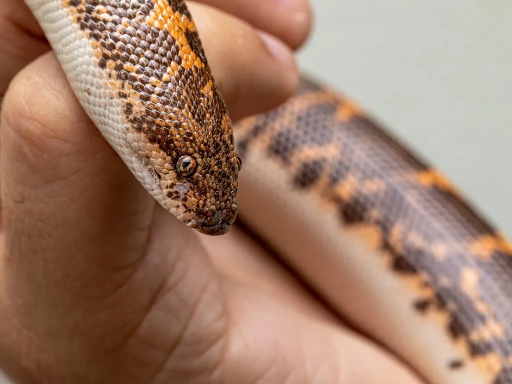 arabian sand boa colors