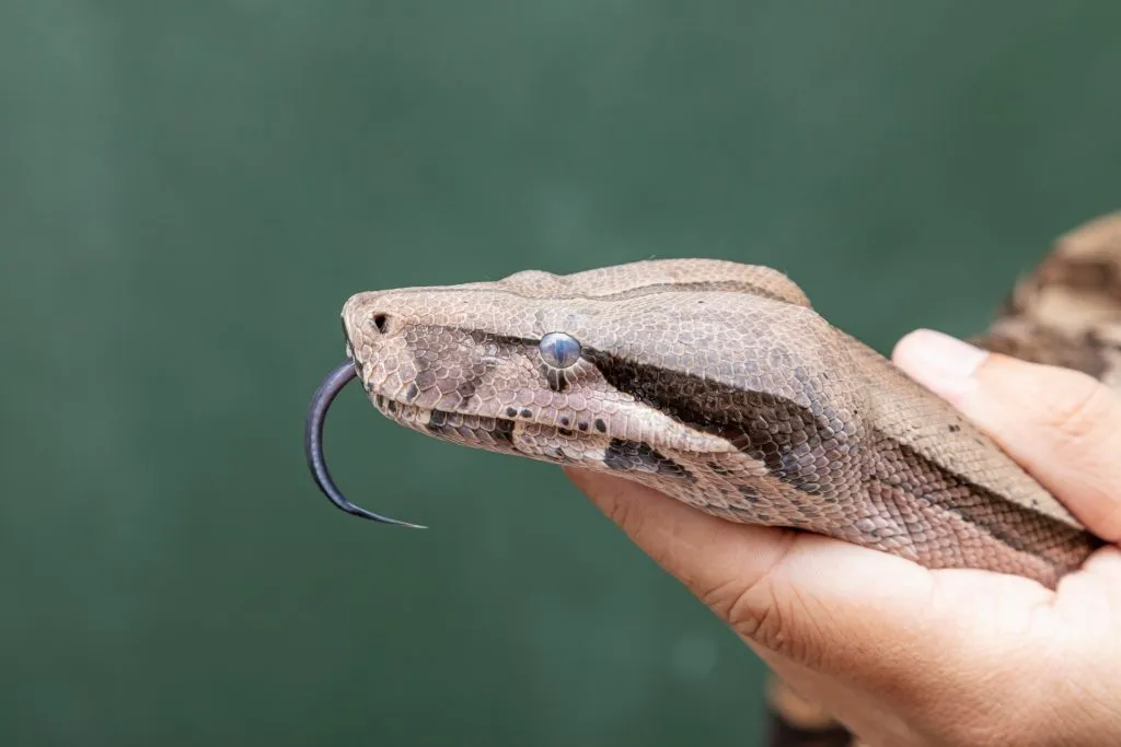 Boa Constrictor temperament