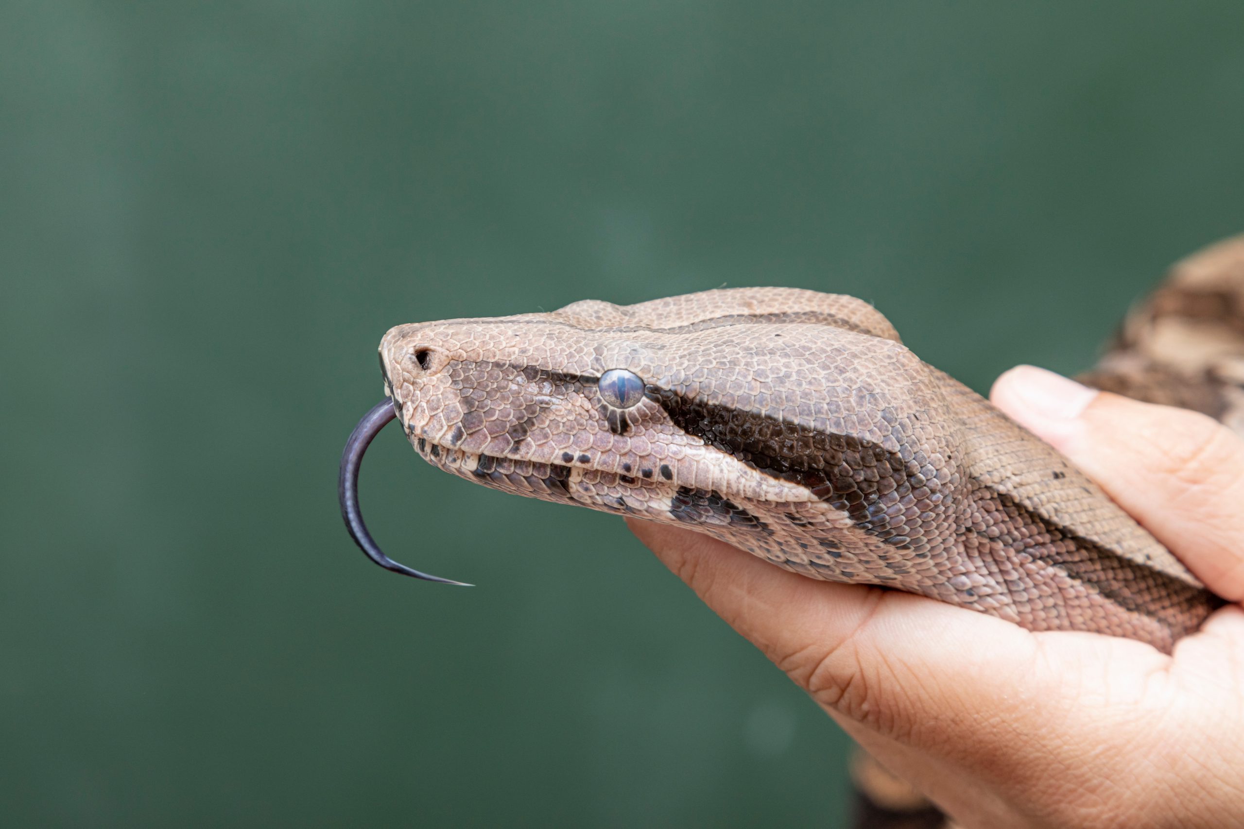 Photo inspiration: Picture Idea: Boa Constrictor Care Guide Diet Setup Handling