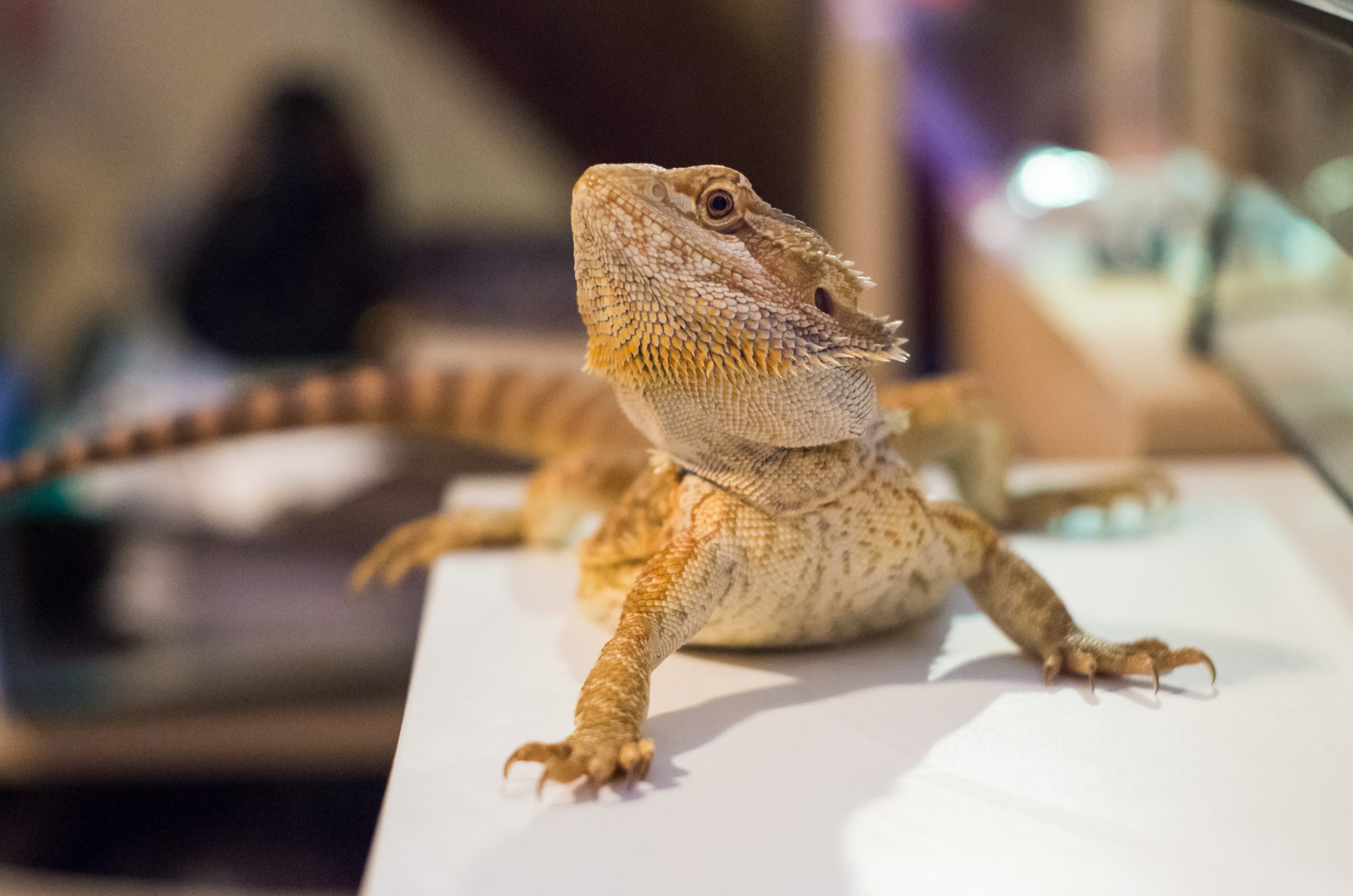 how-long-can-you-leave-a-bearded-dragon-alone-reptile-craze