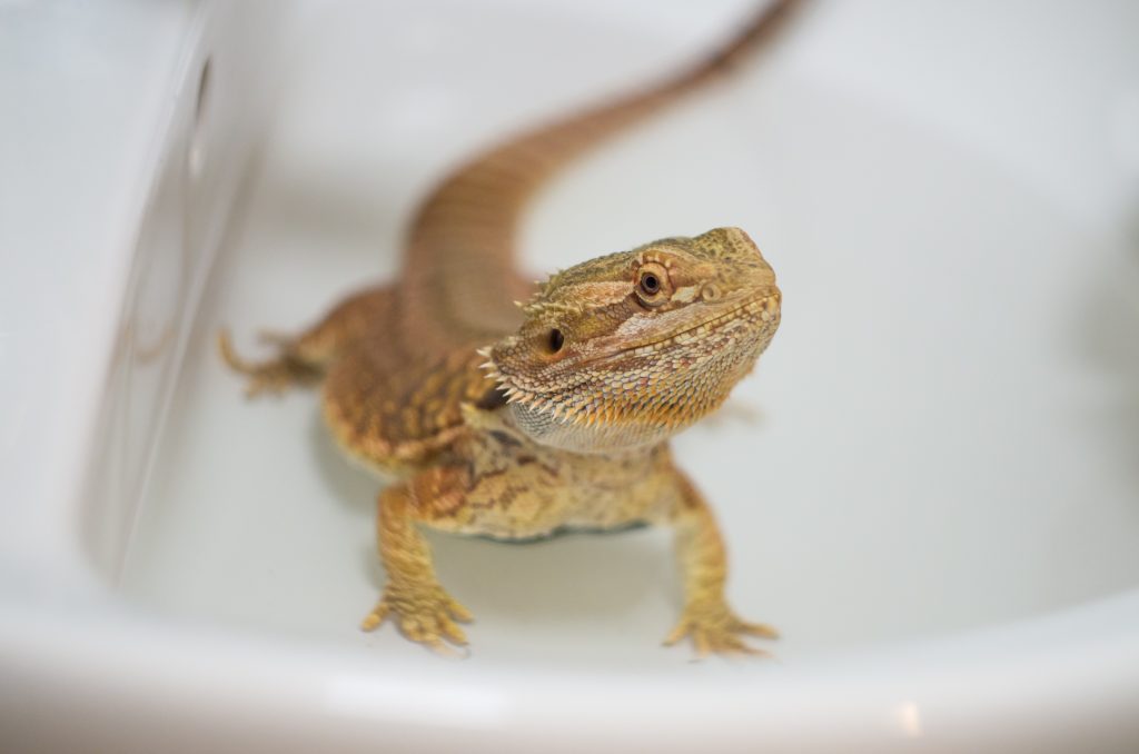 How often do you clean bearded dragons pores?