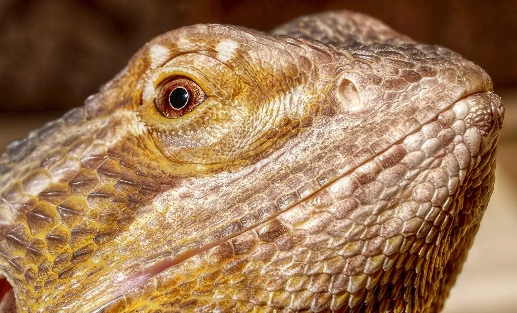 bearded dragon healthy vs. sunken eye