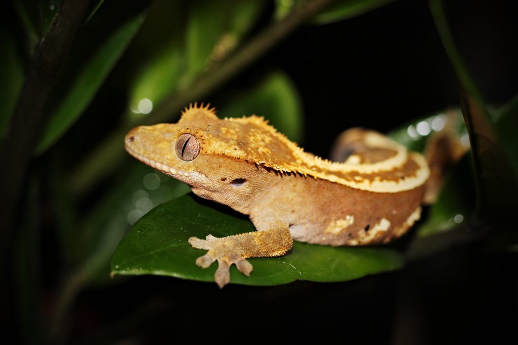 crested gecko on leaf