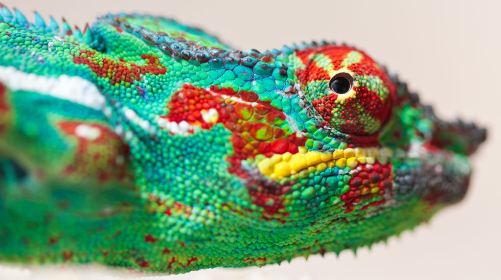 white dots on chameleon