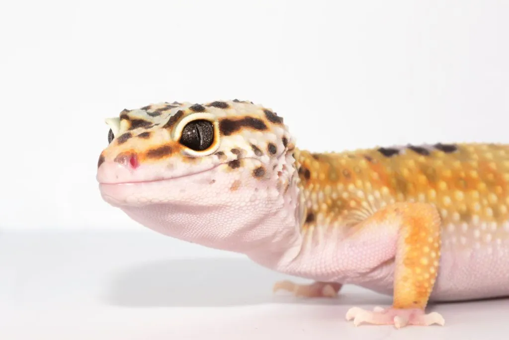 what happens if a leopard gecko loses a nail?