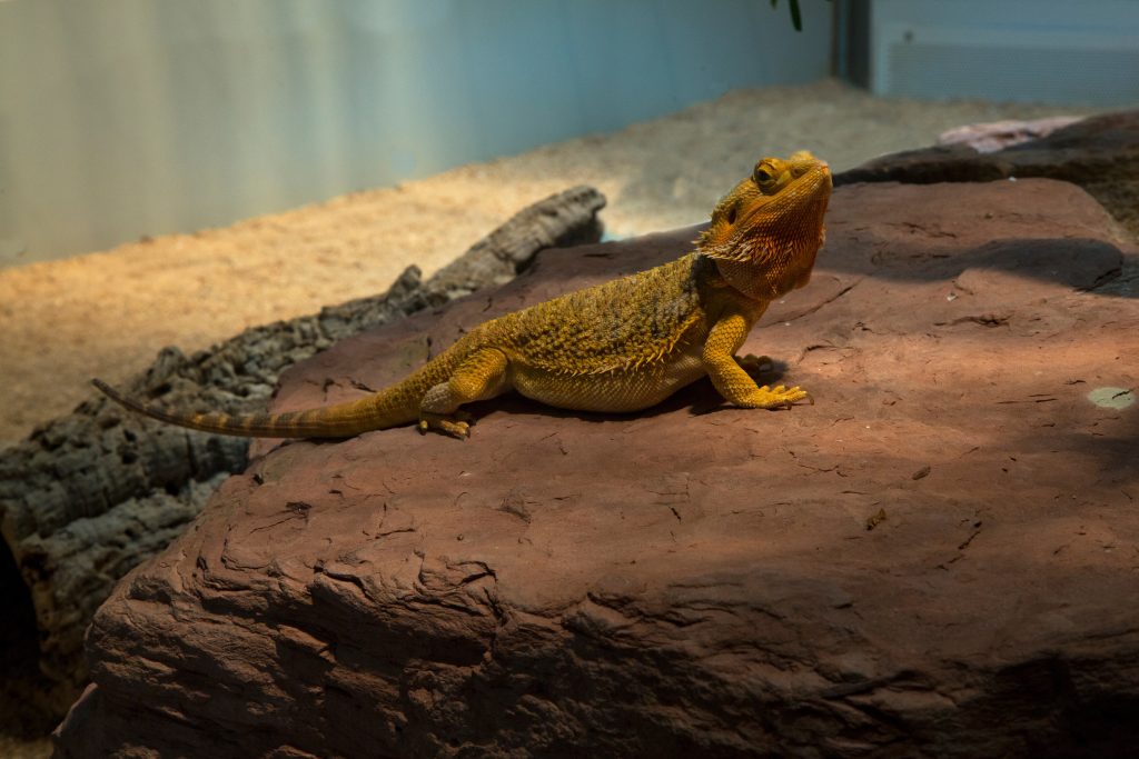 bearded dragon nose plug removal