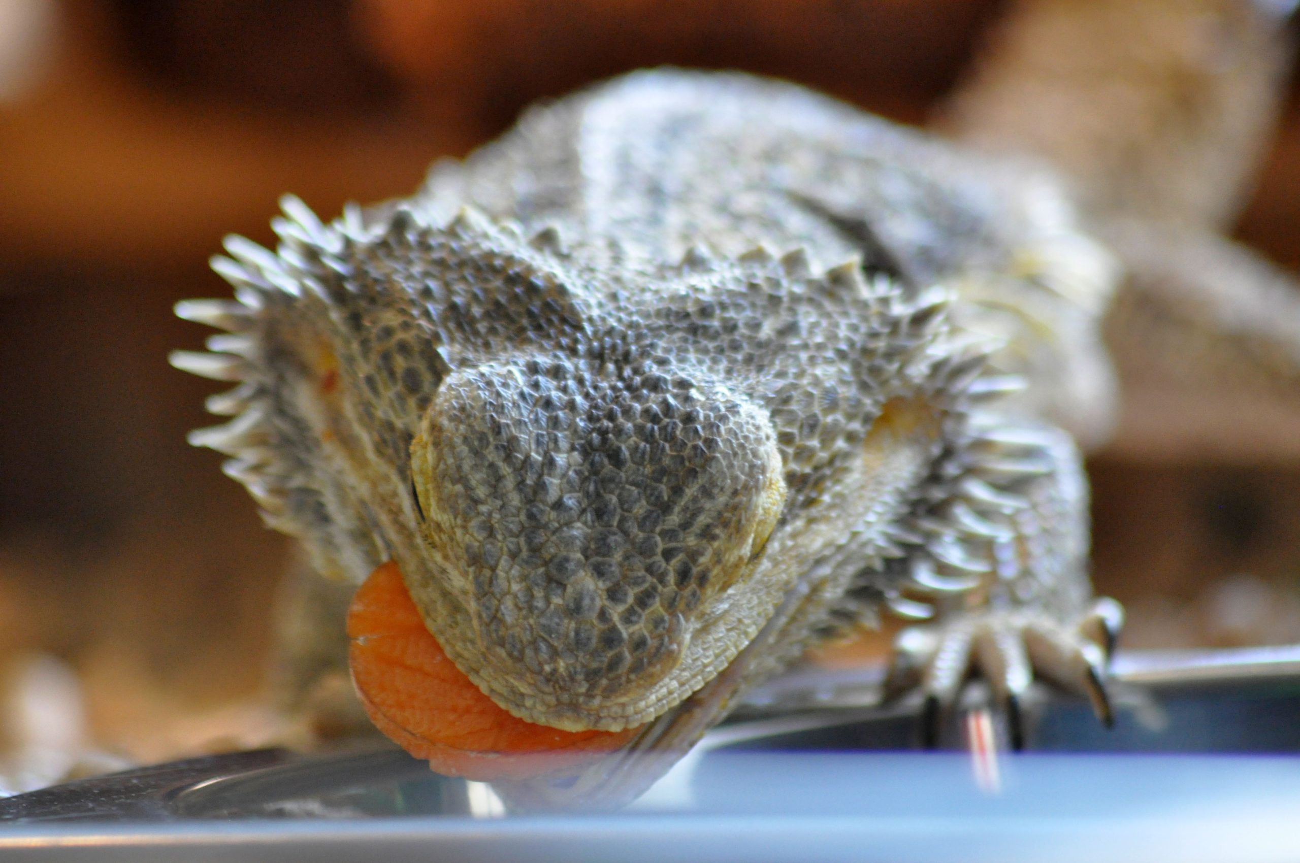 What Human Foods Can Bearded Dragons Eat? Reptile Craze
