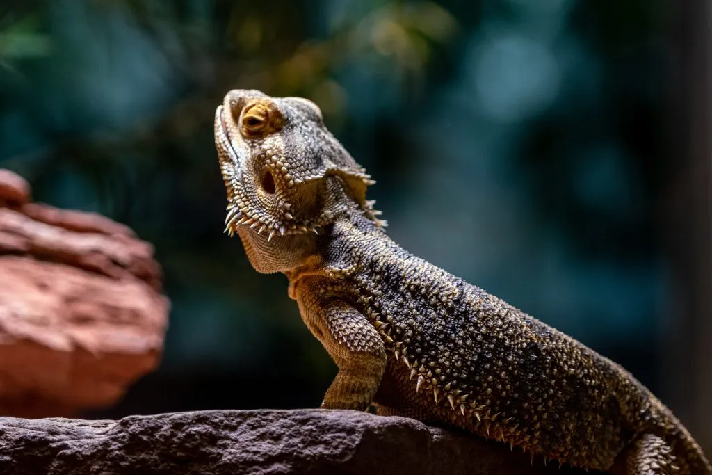 How long will a bearded dragon hide for?