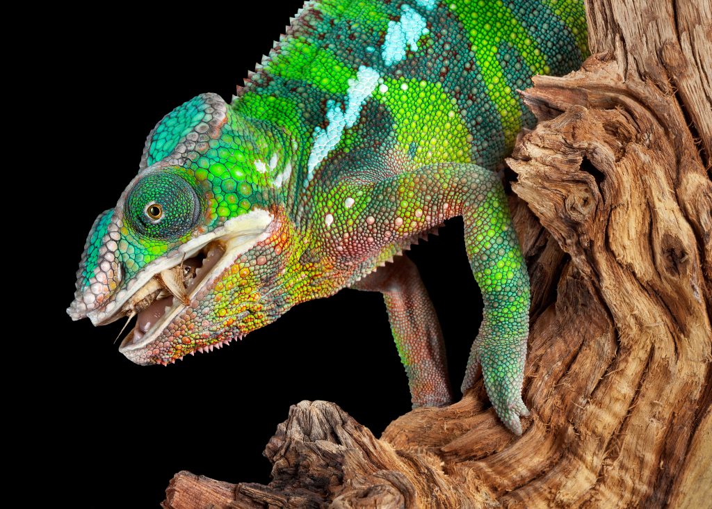 chameleon no food