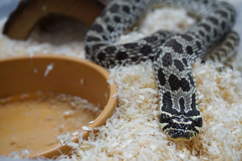 hognose snake