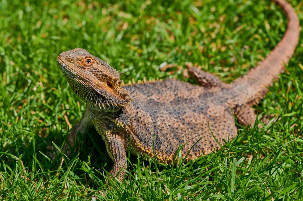 removing clogged femoral pores bearded dragon