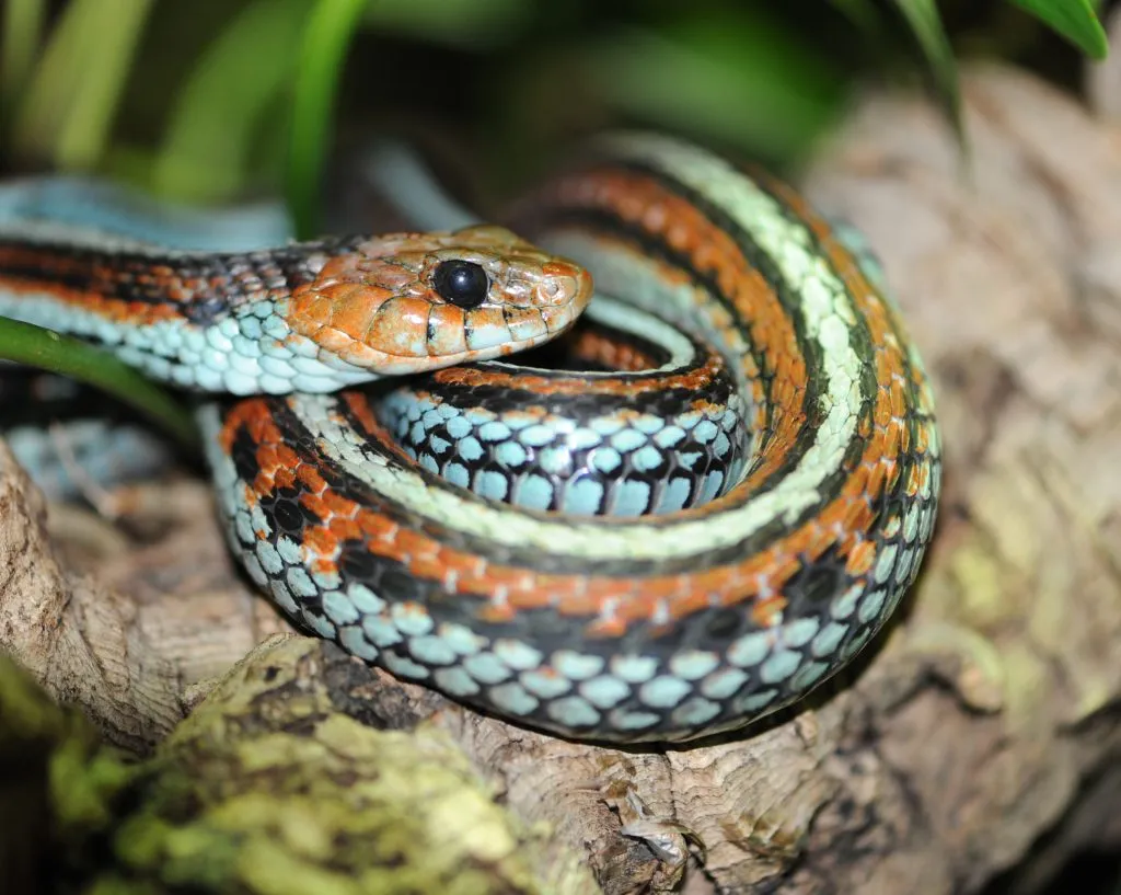 snake on branch