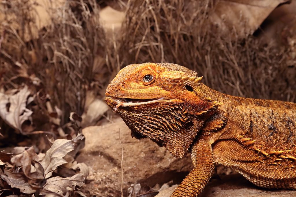 bearded dragon poops in bowl