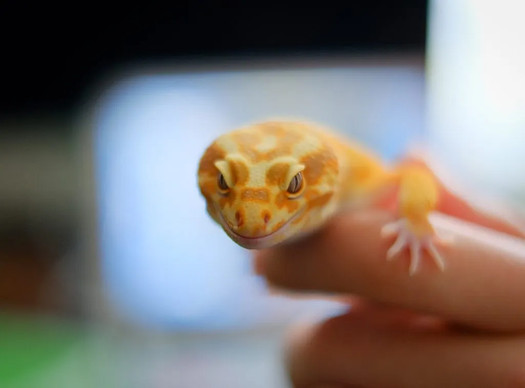 Can you over handle a leopard gecko?