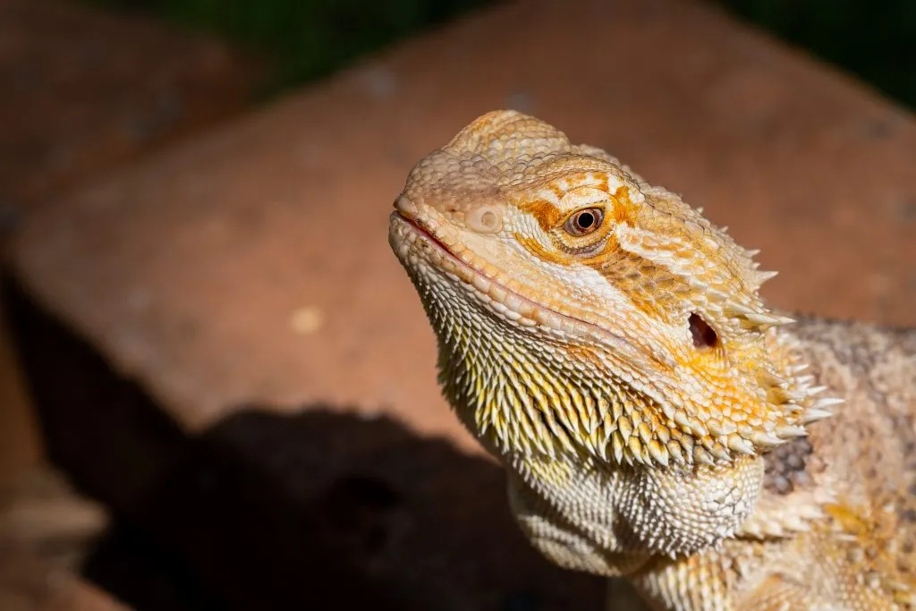 bearded dragon sunken eyes, not eating