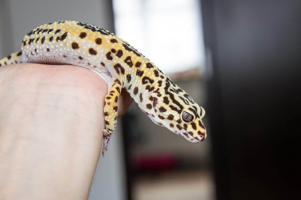 healthy leopard gecko vs unhealthy