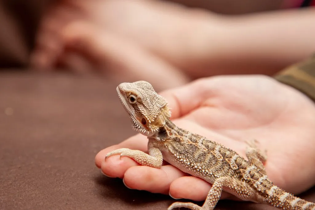 How long does it take to bond with a bearded dragon?