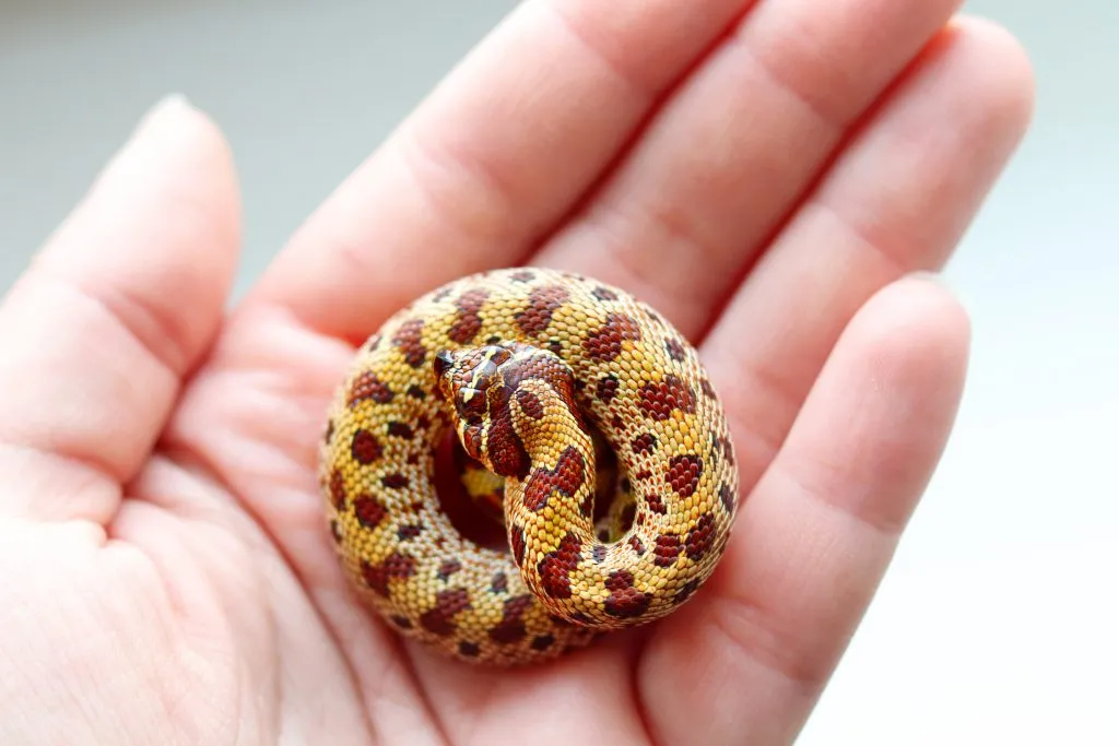 hognose snake colors