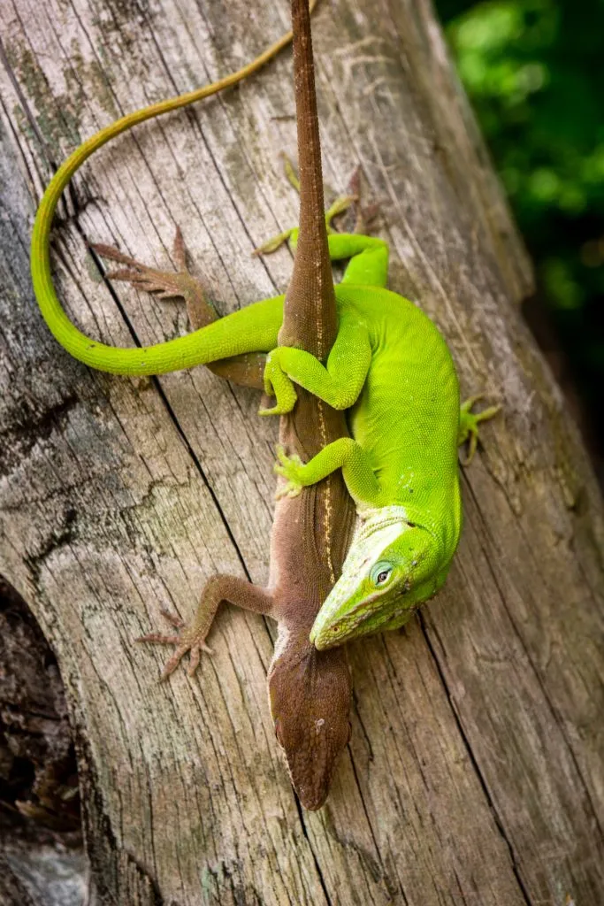 9 Reasons Why Your Green Anole Turns Brown Reptile Craze