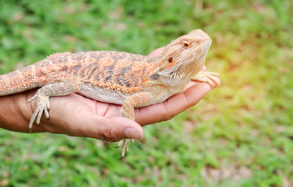 do bearded dragons bond with humans?