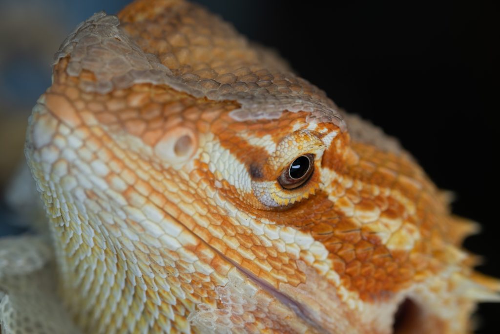 How do you get a nose plug out of a bearded dragon?