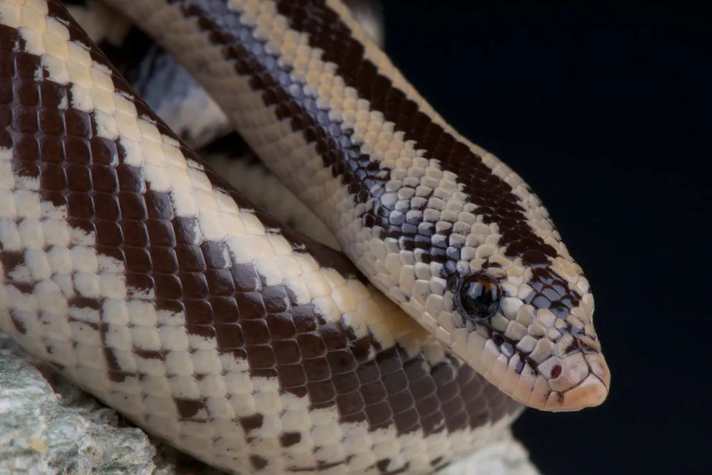 where to buy rosy boas?