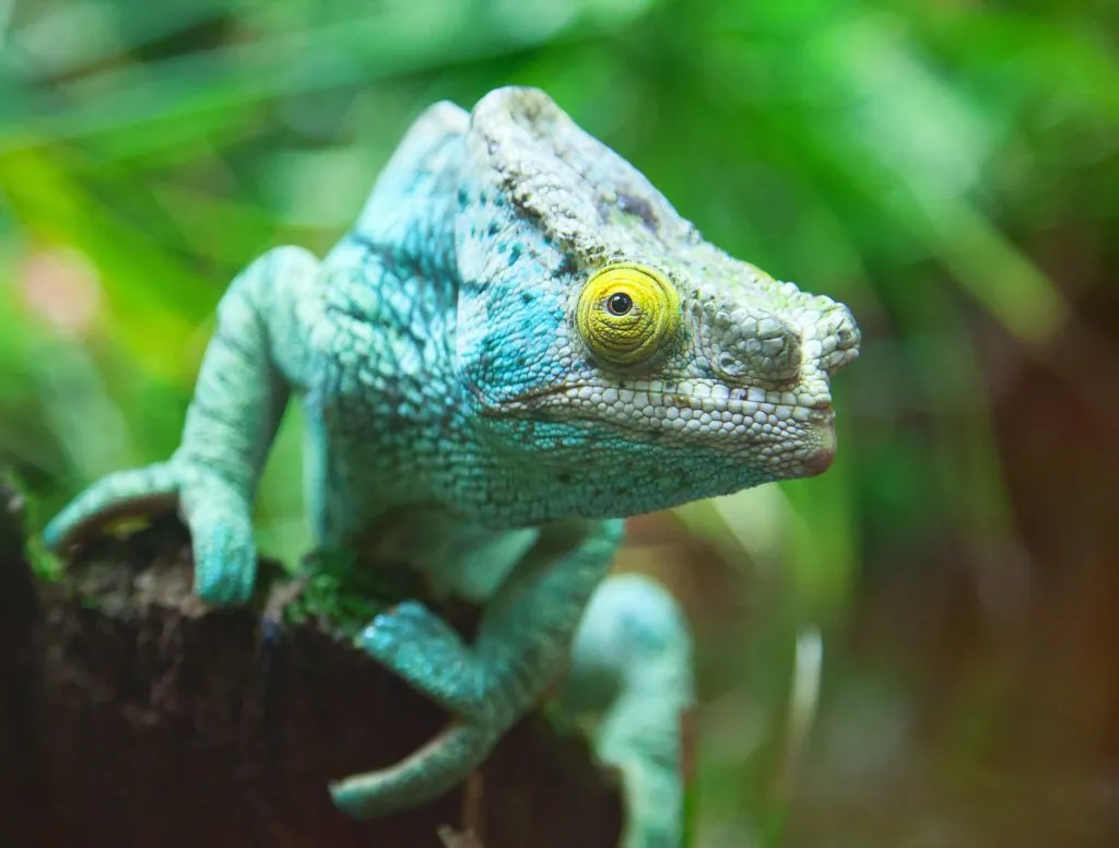 chameleon not moving and eyes closed