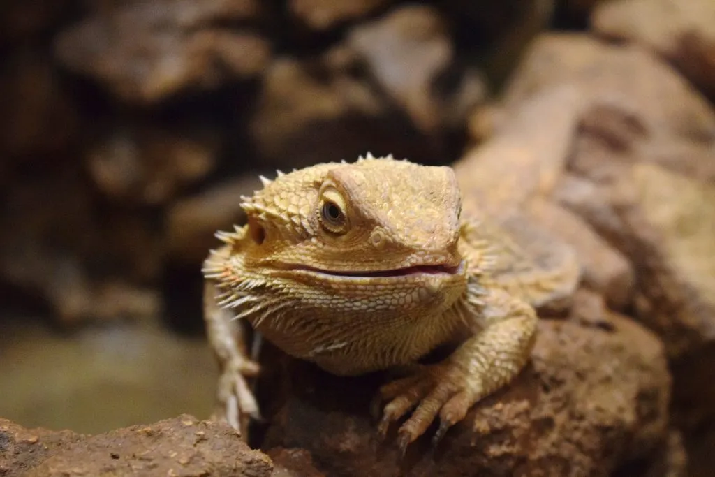 Are bearded dragons OK alone?