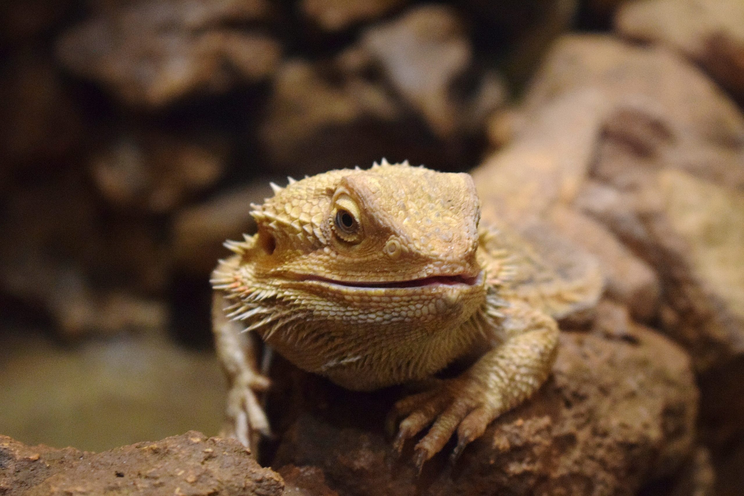 how-long-can-you-leave-a-bearded-dragon-alone-reptile-craze